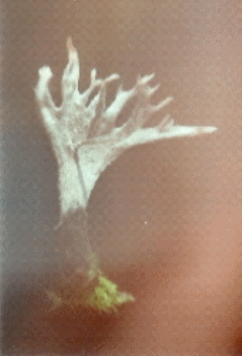 De Wonderbare Fungus Lingzhi, paddestoel van de onsterfelijkheid (foto: Drouwen 2005) (klik voor vergroting)